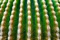 Green cactus without spikes macro view Royalty Free Stock Photo