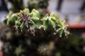 Green cactus spiky plant close up Royalty Free Stock Photo