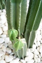 Green cactus with spines cut for safety Royalty Free Stock Photo