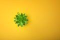 Green cactus succulent in ceramic pot top view with copy space on pastel color orange background. Minimal concept. Flat Lay. Royalty Free Stock Photo