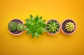 Green cactus succulent in ceramic pot top view with copy space on pastel color orange background. Minimal concept. Flat Lay. Royalty Free Stock Photo