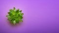 Green cactus succulent in ceramic pot top view with copy space on pastel color ultra violet background. Minimal concept. Flat Lay. Royalty Free Stock Photo