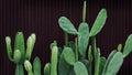 Green cactus and succulent desert plants on dark wood wall background, ornamental garden houseplant in modern home Royalty Free Stock Photo