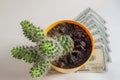 Green cactus succulent with four branches reaching up in orange flower pot standing on fanned stack of hundred dollar bills Royalty Free Stock Photo