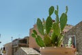 Green cactus succulent plant during a summer day in Taormina, Sicily, Italy