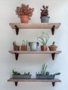 Green cactus, succulent and plants in pots on three wooden shelves on white wall background Royalty Free Stock Photo