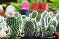 Green Cactus Succulent Small Plant Home Garden Royalty Free Stock Photo