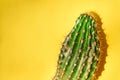 Green cactus Summer style. Artistic Design. Yellow background