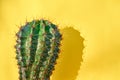Green cactus Summer style. Artistic Design. Yellow background