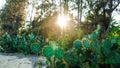 Green cactus on the sunset. Stunning view of coast, huge green opuntia cactus plants in golden sunset time Royalty Free Stock Photo