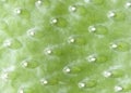Green cactus surface Royalty Free Stock Photo