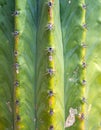 Green Cactus Surface with Sharp Needles in Sunlight Close Up Outdoor Royalty Free Stock Photo