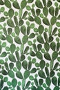 Green cactus surface. Use for texture or background Royalty Free Stock Photo