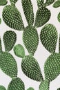 Green cactus surface. Use for texture or background Royalty Free Stock Photo