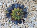 Green cactus surrounded by stones with long spikes Royalty Free Stock Photo