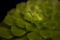 Green cactus without thorns. Succulent aeonium