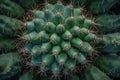 Green cactus with thorns close up