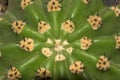 Green cactus with thorns macro with overhead view from above horizontal Royalty Free Stock Photo