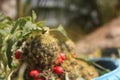 Green cactus with thorns and red fruits Royalty Free Stock Photo