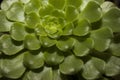 Green cactus without thorns. Succulent aeonium