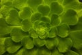 Green cactus without thorns. Succulent aeonium