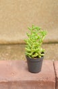 Green cactus tree in garden