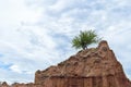 Green cactus and tree on top of sandy rock and blue cloudy sky