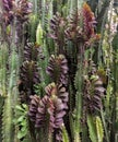 Many green cactus trunks Euphorbia triangular