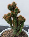 Green  cactus  white  pot Royalty Free Stock Photo
