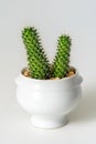 Green cactus in a white pot. Royalty Free Stock Photo