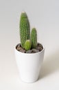 Green cactus in a white pot with stones. Royalty Free Stock Photo