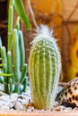 Green cactus with white thorn Royalty Free Stock Photo