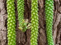 Green cactus on wood Royalty Free Stock Photo