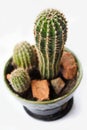 Green cactus & x28;Peruvian Torch cactus& x29;