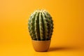 Green cactus on a yellow background with copy space. Royalty Free Stock Photo