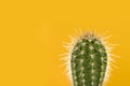 Green cactus on a yellow background Royalty Free Stock Photo