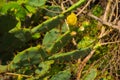 Green Cactus with yellow flower is close up in nature. Mexico, Yucatan