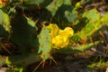 Green Cactus with yellow flower is close up in nature. Mexico, Yucatan