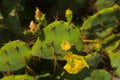 Green Cactus with yellow flower is close up in nature. Mexico, Yucatan