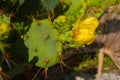 Green Cactus with yellow flower is close up in nature. Mexico, Yucatan