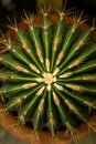 Green cactus with yellow spikes
