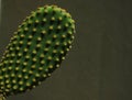 green cactus with yellow thorns in the foreground, unfocused gray background
