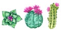 Green cactuses blooming with pink flowers, hand drawn watercolor illustration