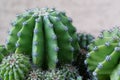 Green cactuses. Cacti with thorns Royalty Free Stock Photo