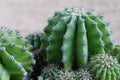 Green cactuses. Cacti with thorns, close-up Royalty Free Stock Photo
