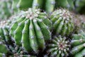 Green cactuses grow in the ground. Cacti with thorns Royalty Free Stock Photo