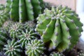 Green cactuses grow in the ground. Cacti with thorns Royalty Free Stock Photo