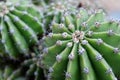 Green cactuses grow in the ground. Cacti with thorns Royalty Free Stock Photo