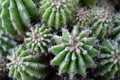 Green cactuses grow in the ground. Cacti with thorns Royalty Free Stock Photo