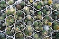 Green cactuses in white pots, top view, botanical background.